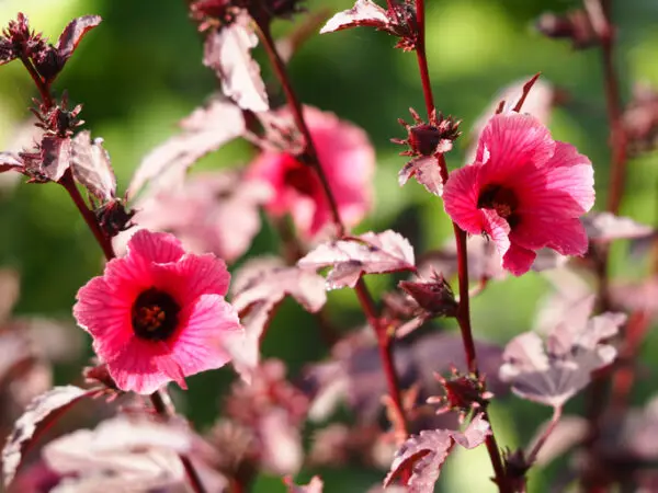 Cranberry Hibiscus