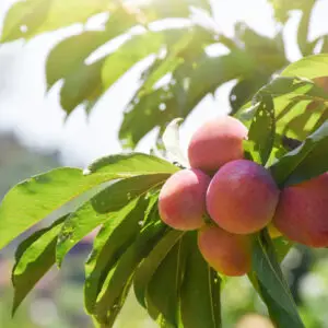 Fruit Trees