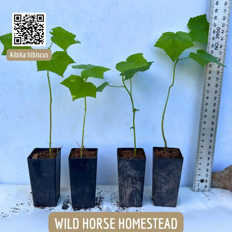 Aibika hibiscus (Abelmoschus manihot), sunset muskmallow, sunset hibiscus, or hibiscus manihot