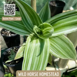 Basket Plant (Callisia fragrans), Inch Plant, False Bromeliad, Chain Plant,