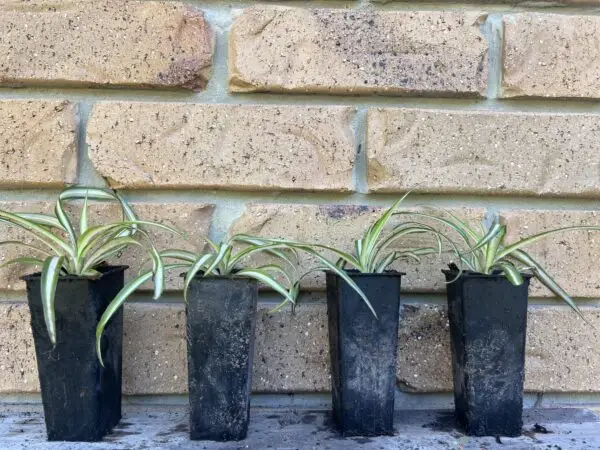 spider plant, Spider Ivy, Airplane Plant, Ribbon Plant