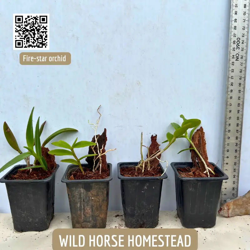 Fire-star orchid, crucifix orchid, Epidendrum radicans