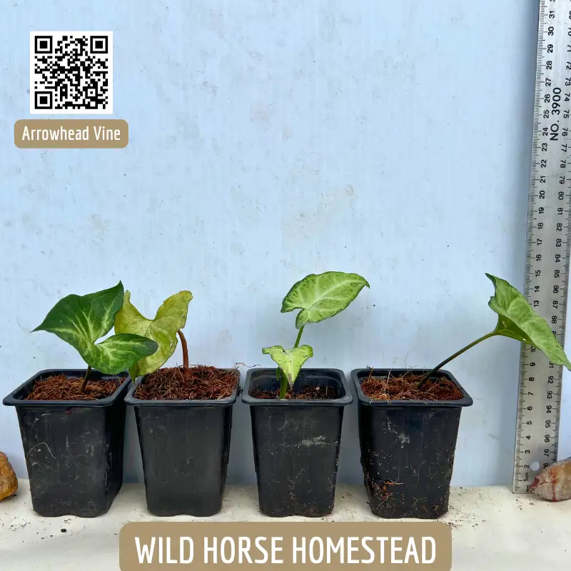 Arrowhead Vine, Syngonium polophyllum