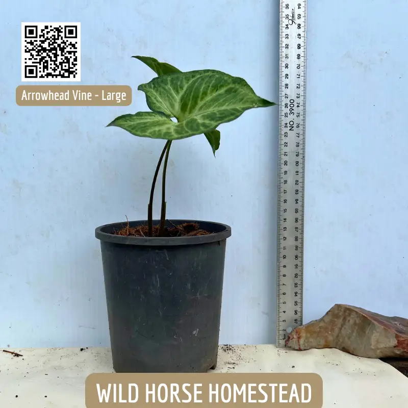 Arrowhead Vine, Syngonium polophyllum