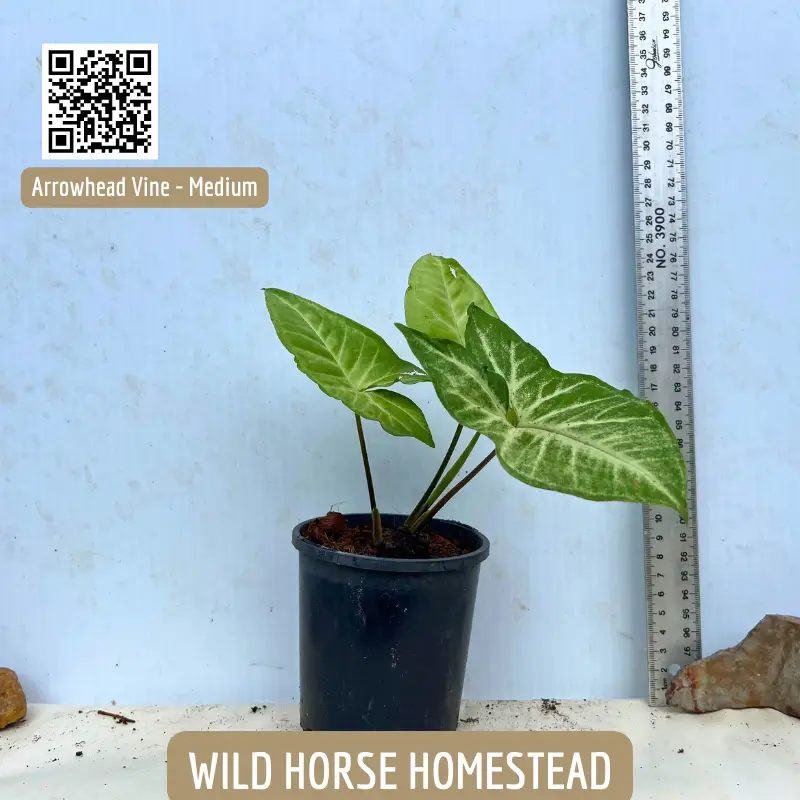 Arrowhead Vine, Syngonium polophyllum