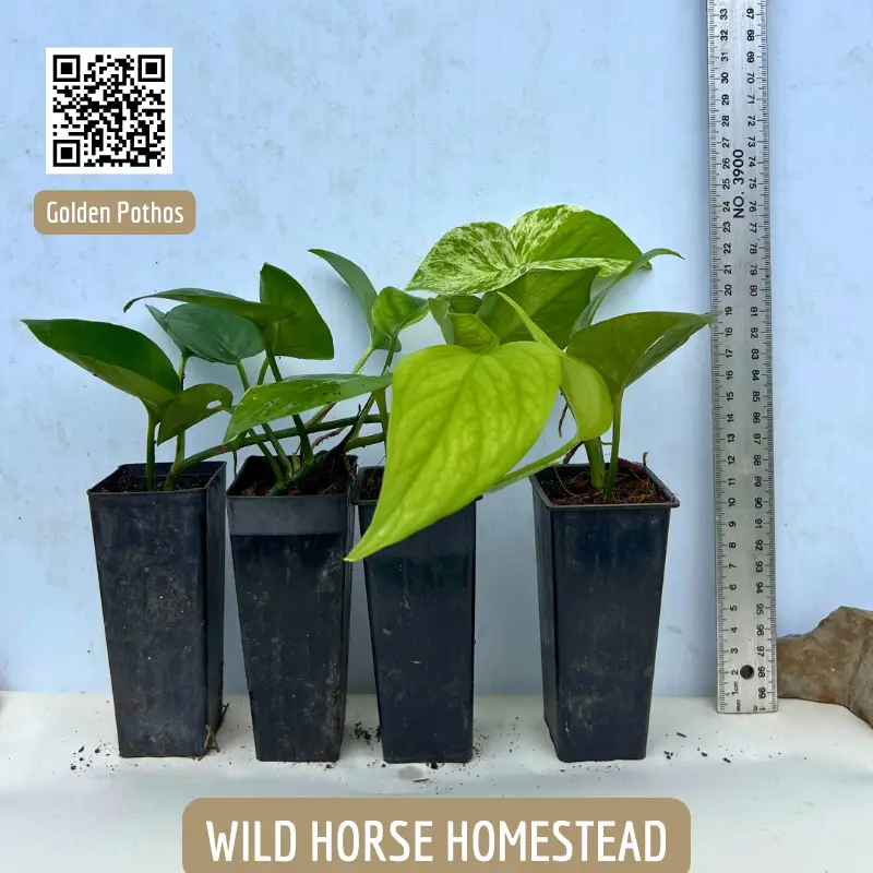 Golden Pothos, Epipremnum aureum