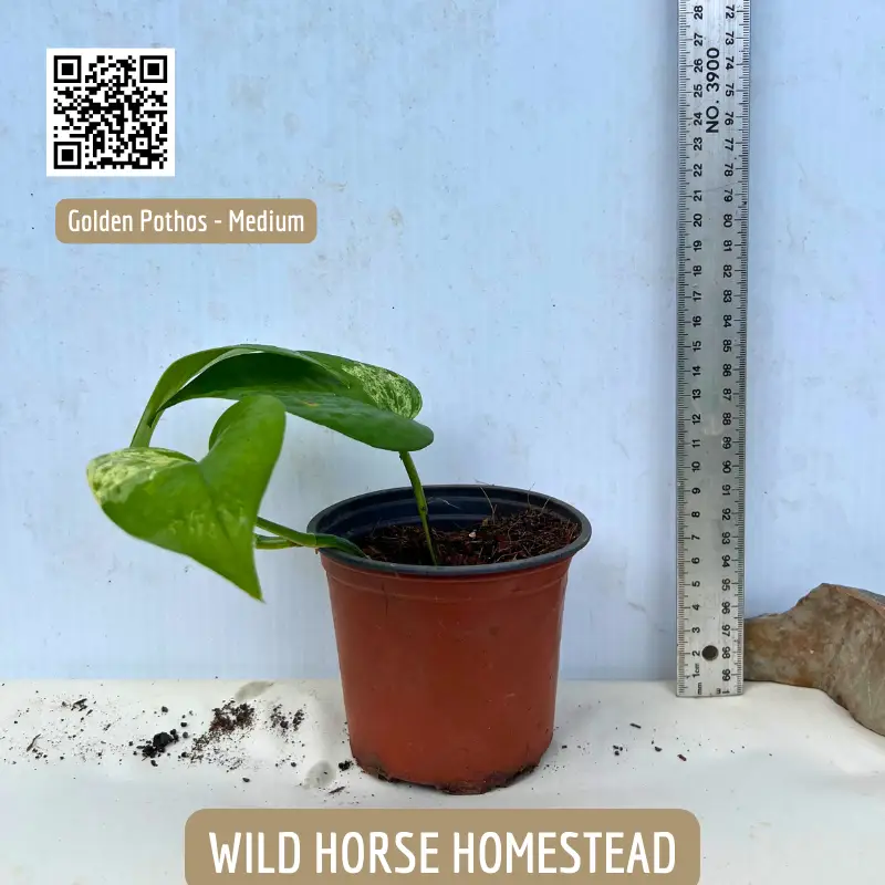 Golden Pothos, Epipremnum aureum