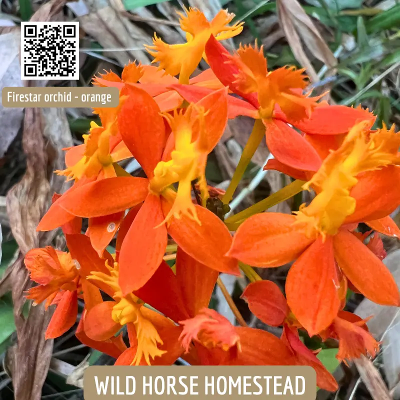 Fire-star orchid (Epidendrum radicans) - Image 6