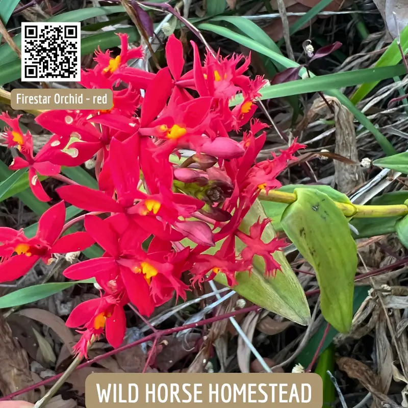 Fire-star orchid (Epidendrum radicans) - Image 5