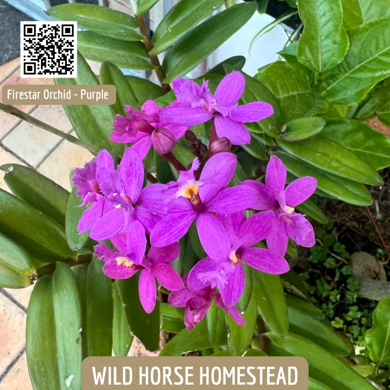 Fire-star orchid (Epidendrum radicans) - Image 4