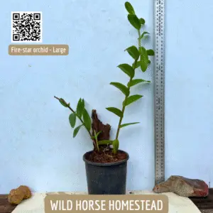 Fire-star orchid (Epidendrum radicans)