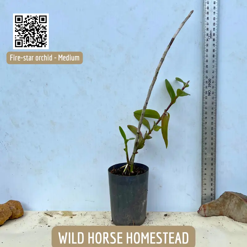 Fire-star orchid (Epidendrum radicans) - Image 3