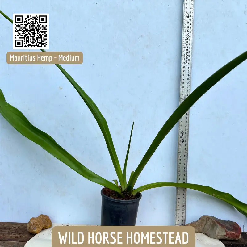 Mauritius Hemp - Giant (Furcraea foetida) - Image 2