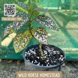 Polka dot plant (Hypoestes phyllostachya), Flamingo Plant, Freckle Face, Freckle Plant, Measles Plant, Pink Splash