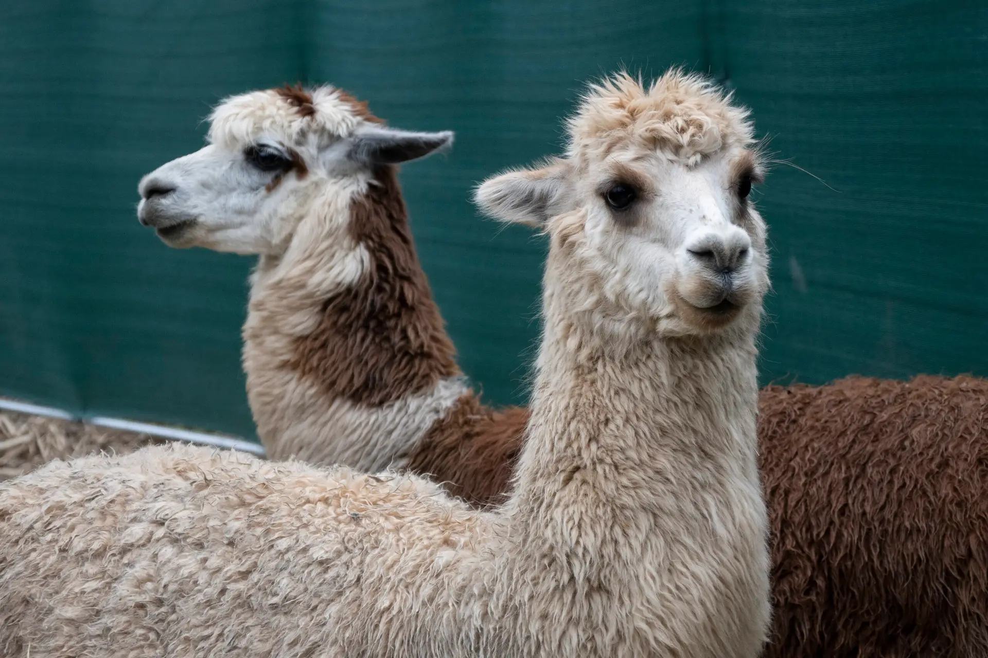 Wild Horse Homestead Rocky Creak Escape