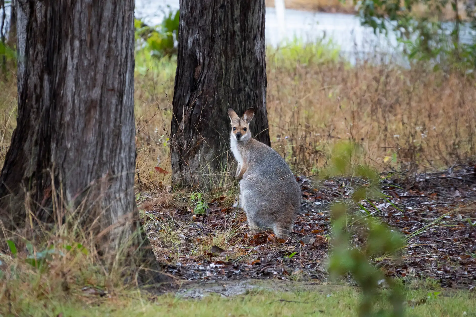 Wild Horse Homestead Rocky Creak Escape