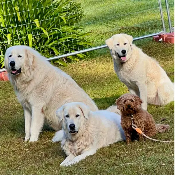 Farmhouse Baked Dog Treats