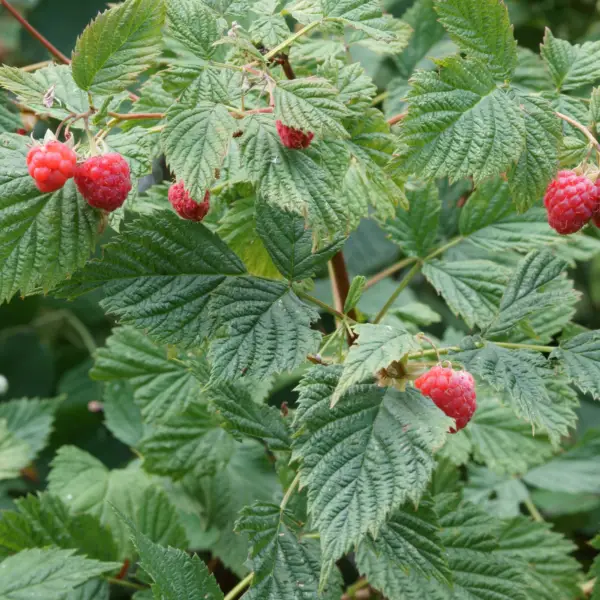 Red Raspberry Leaf Tea