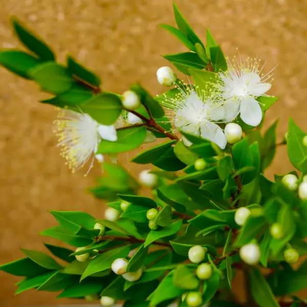 Lemon Myrtle