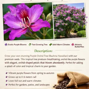 Purple Orchid Tree, Bauhinia Seeds, Flowering Tree, Tropical Tree, Subtropical Garden, Ornamental Tree, Feature Tree, Pollinator Friendly, Rare Seeds, Exotic Garden
