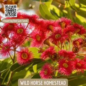 Flowering Red Gum Seeds, Corymbia ficifolia