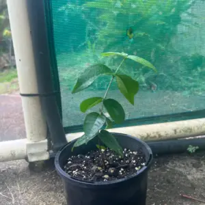 Brazillian Cherry Tree, Eugenia uniflora, Surinam Cherry, Pitanga, Cayenne Cherry