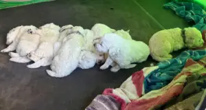 Wildhorse Homestead Guardian Livestock Dogs