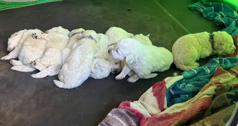 Wildhorse Homestead Guardian Livestock Dogs