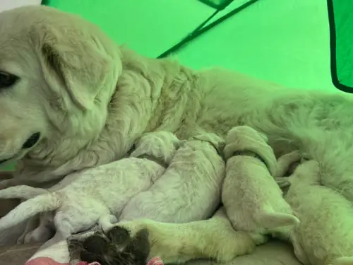 Meet our nine Maremma puppies, learn about ENS and ESI puppy development