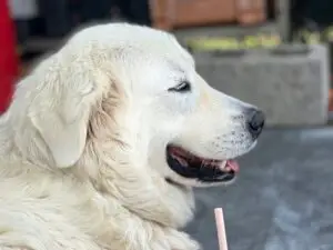Luni
