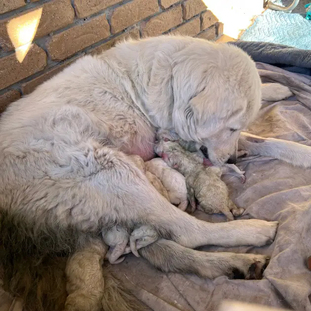 The Foundation Litter Landing page images - Luni and the pups Day 1