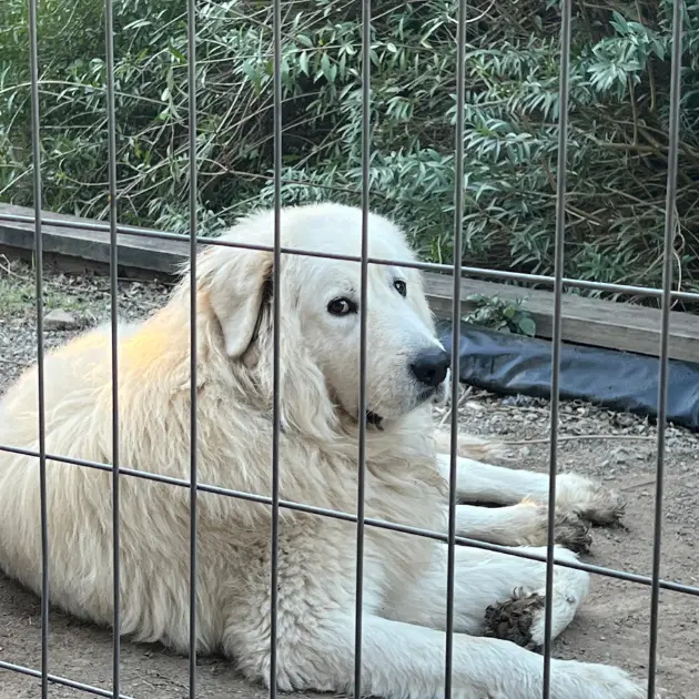The Foundation Litter Landing page images - Obi Day 1
