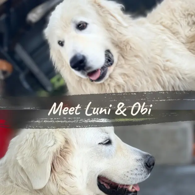 Meet Luni & Obi