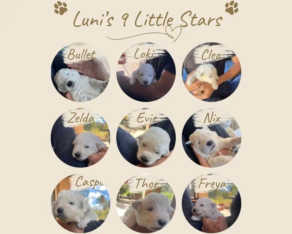 nine purebred maremma puppies - 14 days old