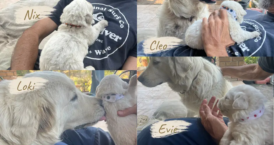 Week 31 at Wildhorse Homestead follows our Maremma guardian puppies