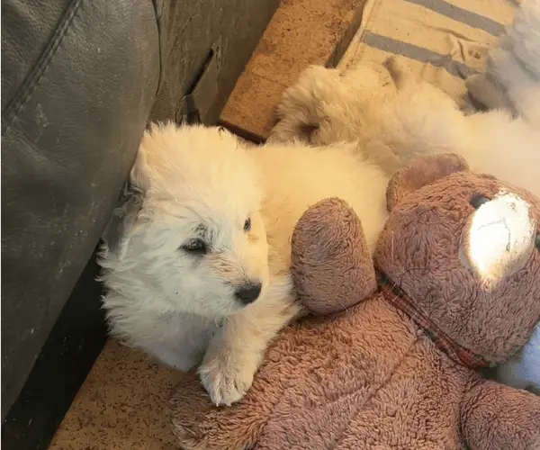 Week 33 Wildhorse Journal Puppies, Possums & the Little Things That Make a Homestead Feel Alive