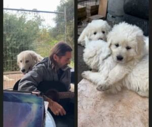 Week 34 | Puppies, Plants & Plenty of Change