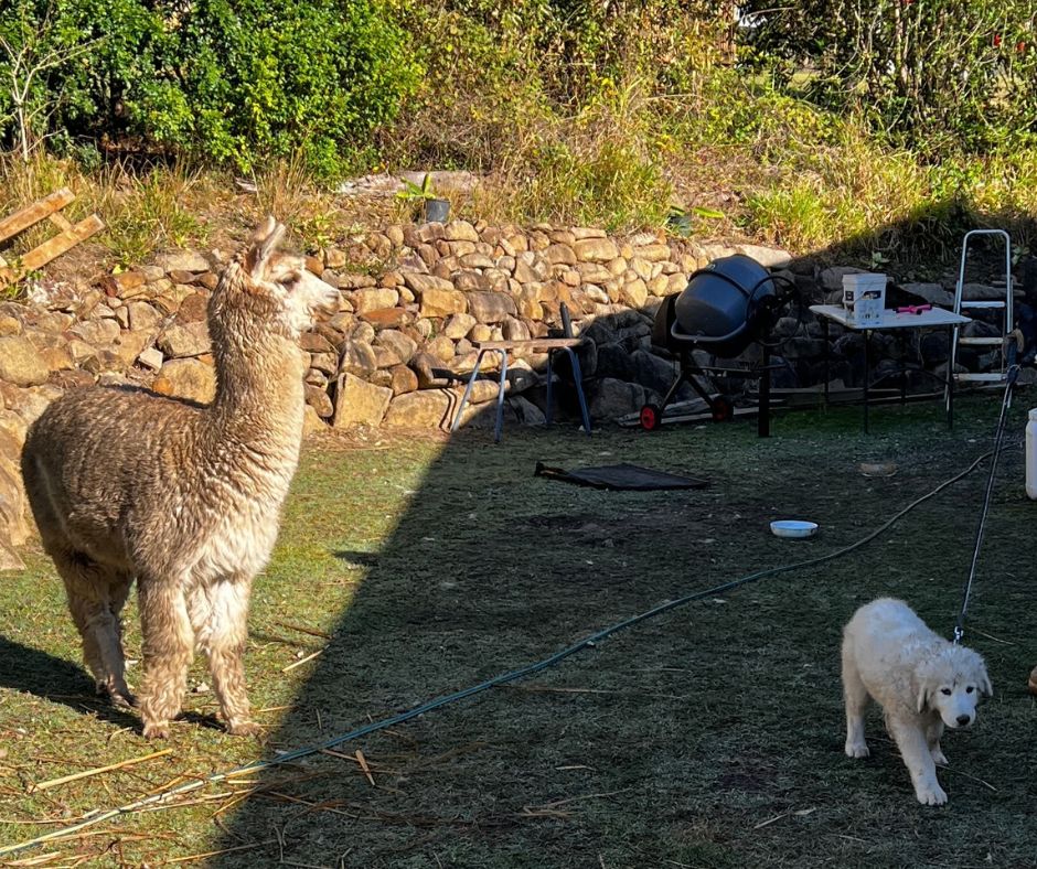Maremma puppies playing in the mud