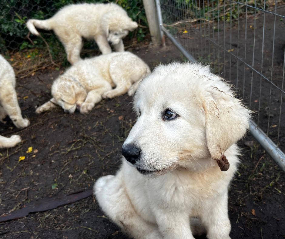 Maremma puppies with the alpacas