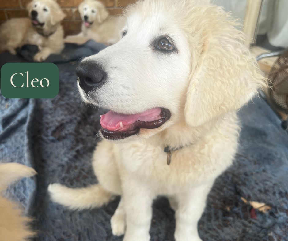 Cleo, Maremma puppy