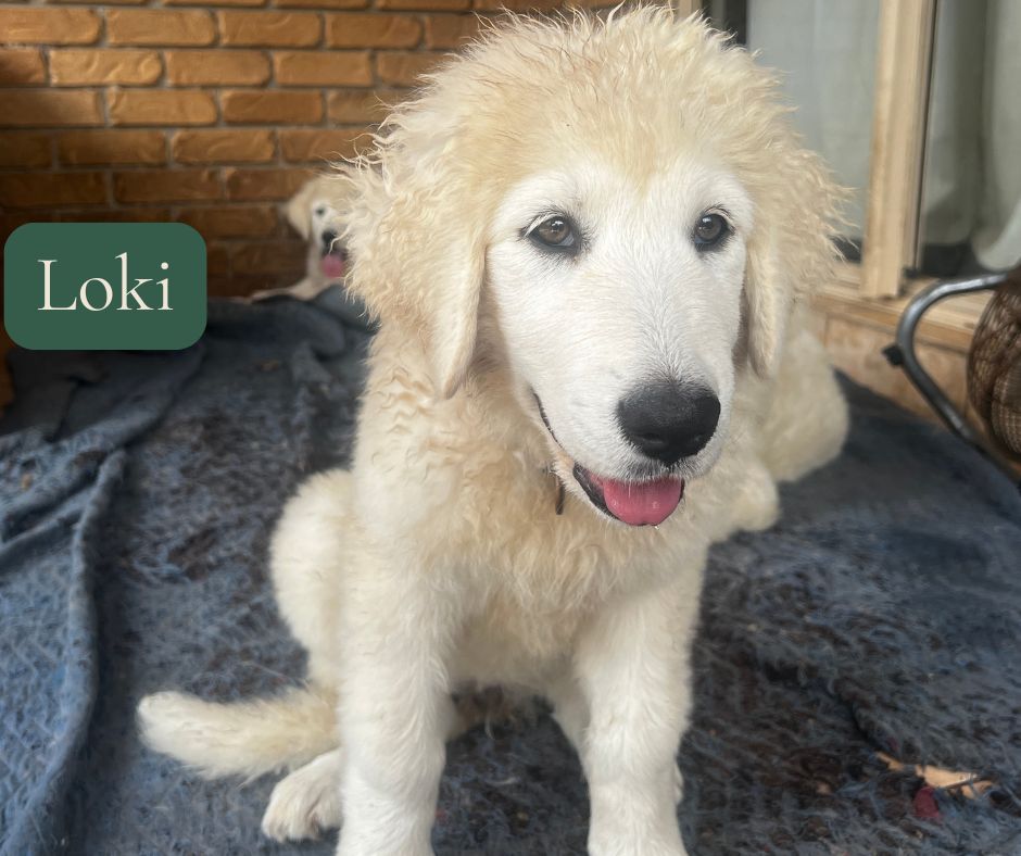 Loki, Maremma puppy
