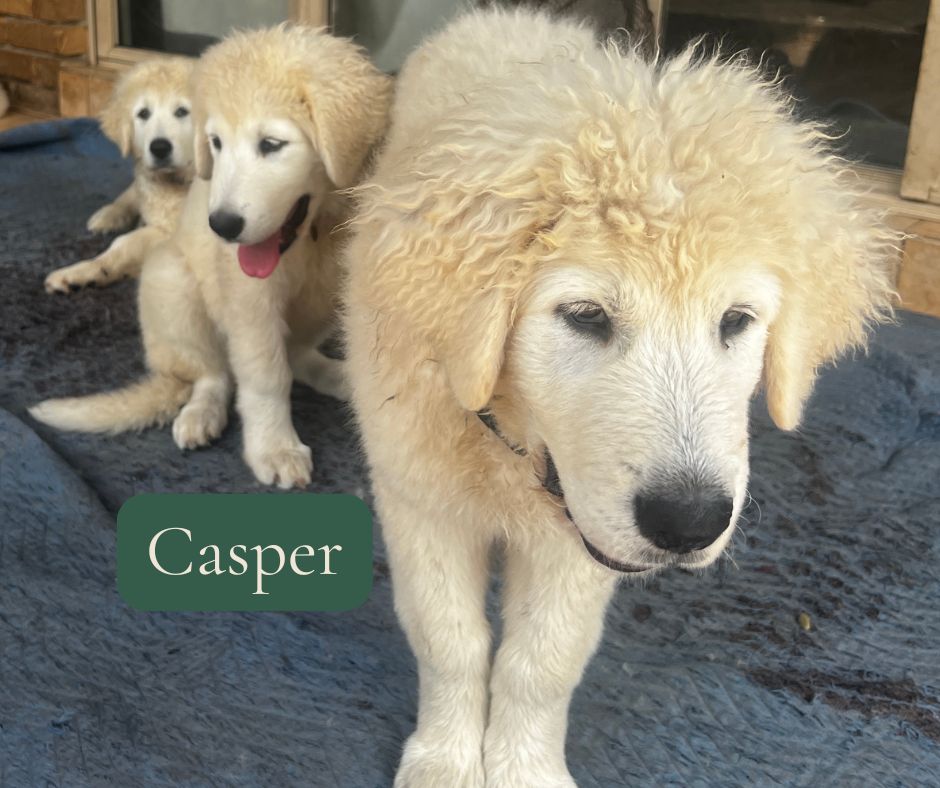 Casper, Maremma puppy