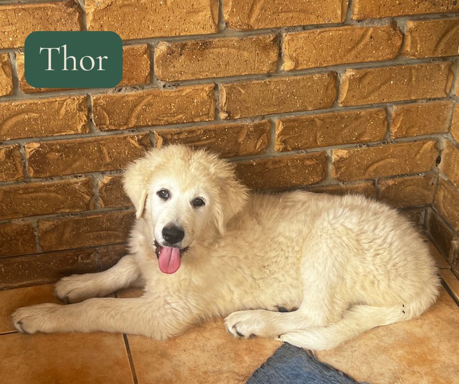 Thor, Maremma puppy
