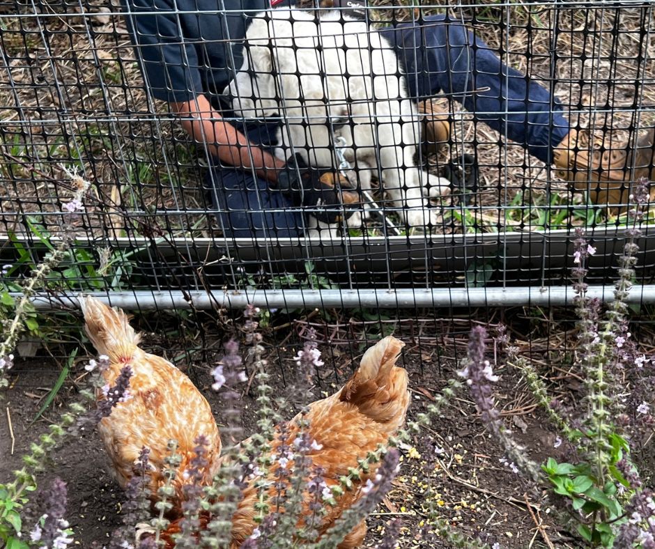 Maremma puppies with the chickens